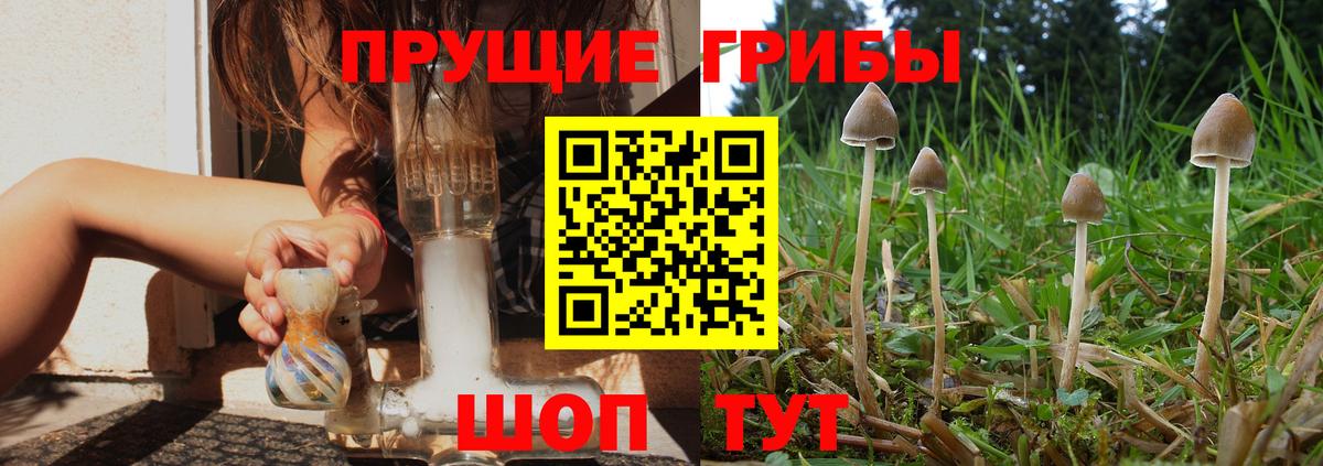 Чусовой  Псилоцибиновые грибы Psilocybine cubensis  Вход с VPN 